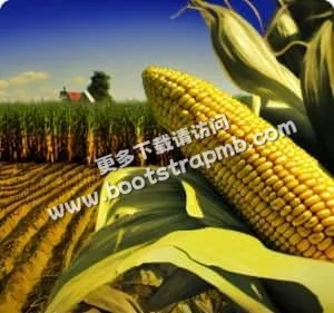 全天候在线客服，服务无间断 - 博鱼